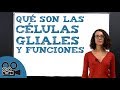 Qué son las células gliales y funciones