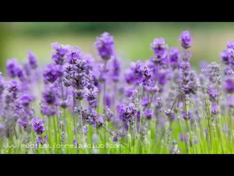 Namastè: 3 RELAXING HOURS of Background Sounds of Nature and Buddhist Meditation Music