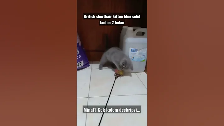 Video 6717821: kucing british shorthair kitten, kucing british shorthair blue