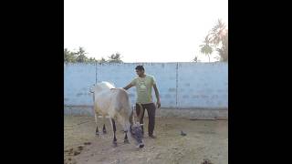 Namba veetu Naatu Maadu for sale #kangeyam #cow #cows #farming #farmer