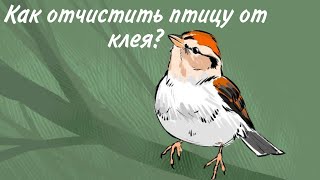 Как отчистить птицу от клея?