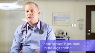 Vet Tutorial | Tips to Help Reduce Your Pet's Stress When Traveling