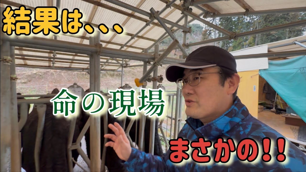 【運命の瞬間】黒毛和牛の妊娠鑑定。結果はまさかの…？