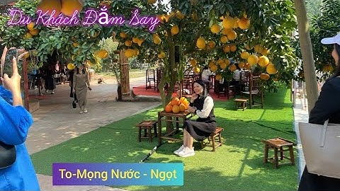 BƯỞI LỤC NGẠN SIÊU TO MỌNG NƯỚC ĐẮM LÒNG DU KHÁCH I NÚI ĐỒI LỤC NGẠN