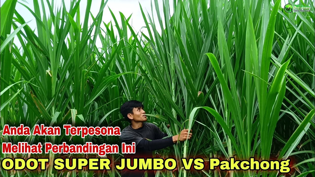 Odot SUPER JUMBO VS Pakchong || Tentukan Pilihan Bank Pakan Anda
