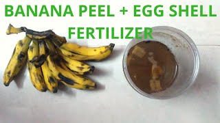 banana peel + egg shell fertilizer for plant quick growth - banana peel uses for plants