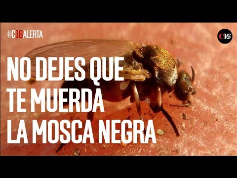 Video: ¿Pueden las moscas blancas picar a los humanos?