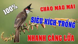 CHÀO MÀO MÁI KÍCH TRỐNG CĂNG LỬA  - CÁCH KÍCH LỬA CHÀO MÀO SỔ BỌNG HÓT CHÉ #chàomàohót