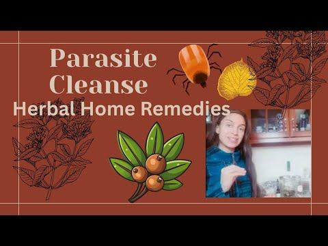 Parasite Extractor How to Make a Parasite Cleanse Extract with Herbs Black Walnut ...