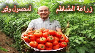 أسرار زراعة و رعاية و تسميد الطماطم