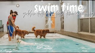 GOLDEN RETRIEVERS GO TO A SWIMMING POOL // EMILY MARIE