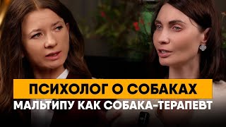 видео: Психолог о собаках. Как пережить смерть питомца. Мальтипу как собака-терапевт. картинка: Психолог о собаках. Как пережить смерть питомца. Мальтипу как собака-терапевт.