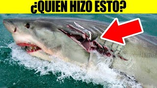 Los Depredadores Más Feroces Le Temen A Estos Animales