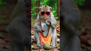 Download Lagu Jab zindagi patthar de… to sangeet bana lo! 🎵🪨🐒 #StoneBeats #CoolMonkey #SwagModeOn #Monkey #Funny MP3