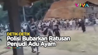 Ratusan Penjudi Kocar-Kacir Saat Polisi Lepas Tembakan Grebek Arena Sabung Ayam Toraja
