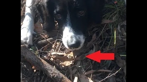 OWAD Environment Koala detection dogs - Missy June 2018