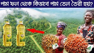 পাম ফল থেকে যেভাবে তৈরী হয় পাম তেল। Oil Palm Farm and Harvest - Oil Palm Cultivation Technology.