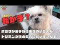 飼い主さんも大喜び!シャンプーと爪切りが苦手なチワワ×シーズー