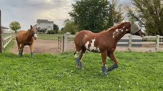 Key Steps to Managing Horse Pastures