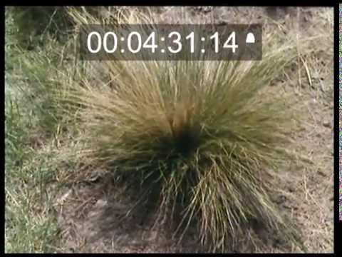 Video: Tussock Grass-ի կիրառություն. Ինչպես աճեցնել թավշյա մազի խոտը լանդշաֆտում