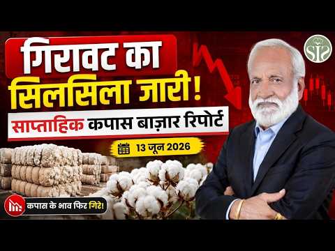 कपास बाज़ार में गिरावट का सिलसिला जारी 😱Weekly Cotton Market #youtube