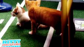 Puppy Bowl Vii Kitty Half-Time Show Super Bowl 2011