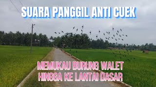 SP  ANTI CUEK || Viral || Top Respon || Magnetic || Suara Walet RBW Sukses