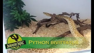 Présentation du Python bivittatus - python birman