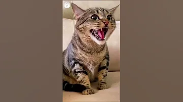 Paka Za Kuchekesha Video Za Vicheko Vya Paka Kicheko Cha Paka Za Kuchekesha Za Kicheko Paka 