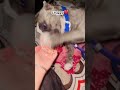 bugggu❤️🫀#trendingshorts #lovingvibes #viralvideo #doglove #americanbully #blueeyes #blueeyes #pet