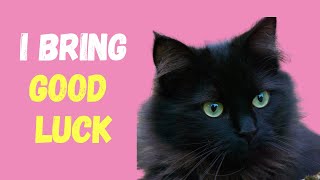 7 Reasons Why Black Cats Are The Best