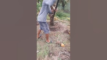 Quy trình bứng cây dừa chuyên nghiệp #shorts #funny