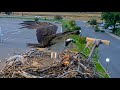 Iris the Osprey Gets an Evening Meal Delivered by "New Guy" | July 30, 2025