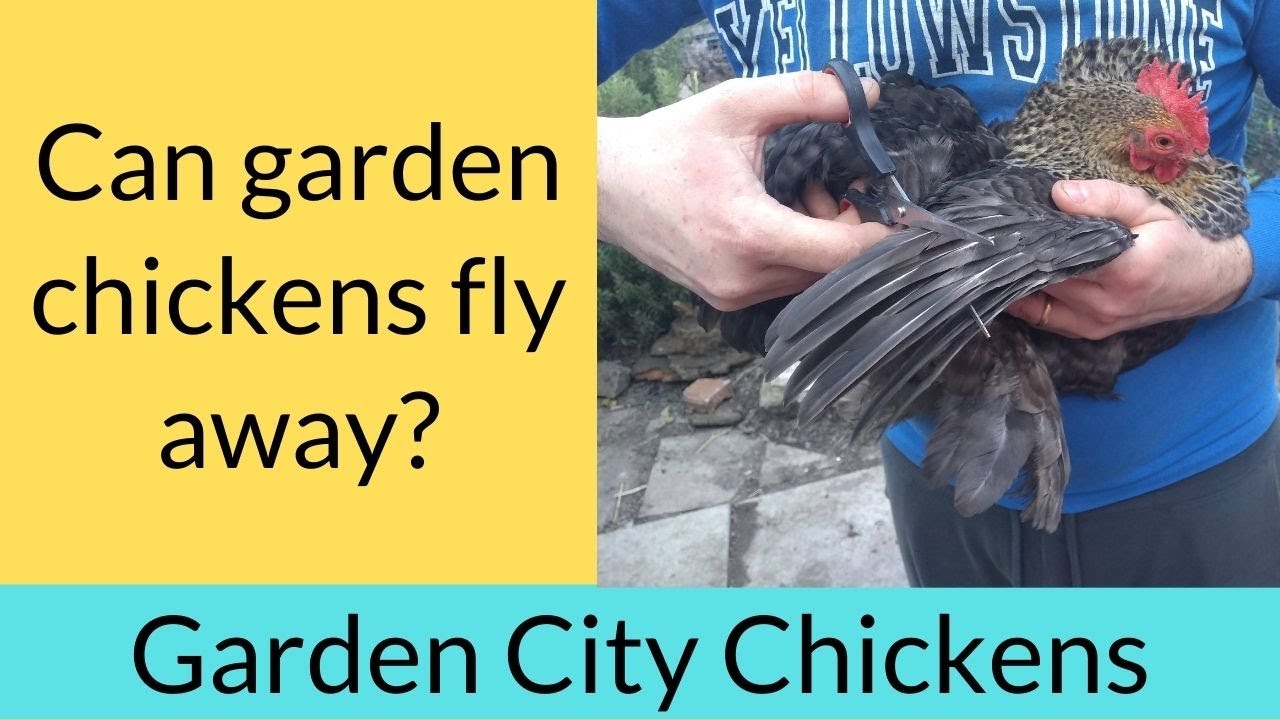 chicken fly strike chicken fly strike