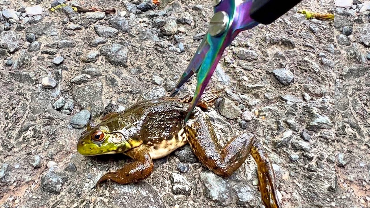 The frogs are taken home and used as food. - YouTube