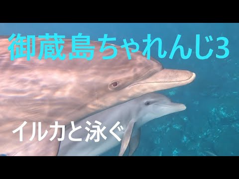御蔵島ちゃれんじ3　～ドルフィンスイムで勝利と勝利と敗北と～