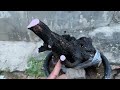 M377 gl cây cẩm thị 300k LH 0707713796 Khương bonsai 