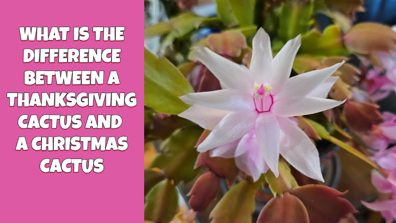 🌵 Thanksgiving Cactus vs. Christmas Cactus: What’s the Difference ...