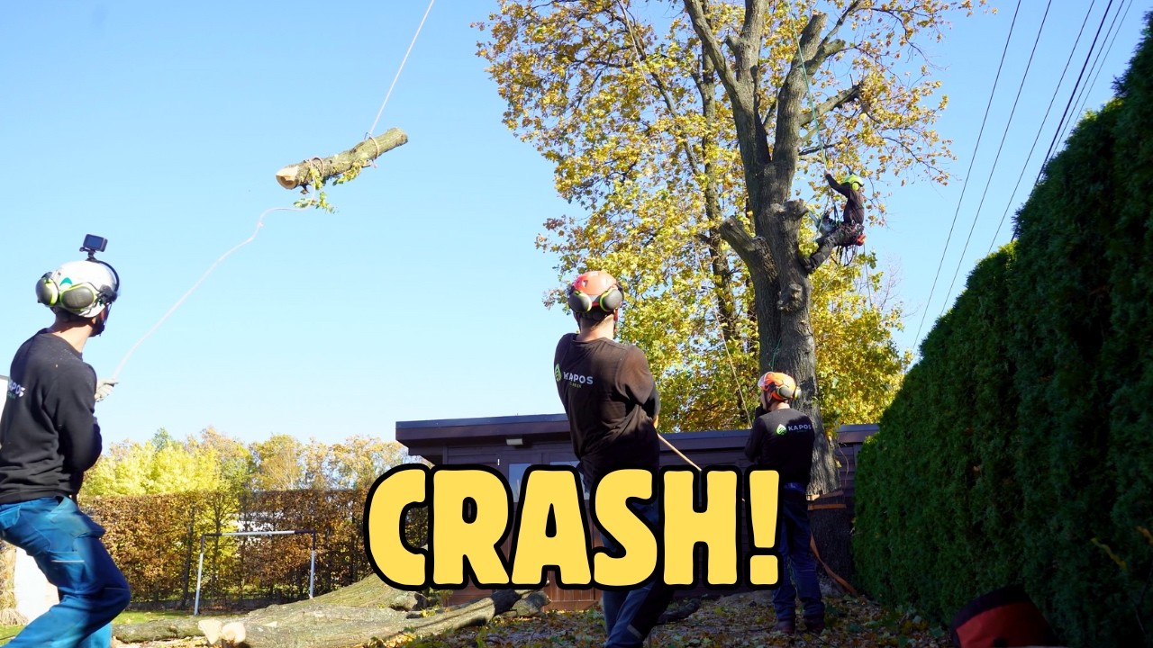 Tree Removal GONE WRONG? Millimeters from Disaster!