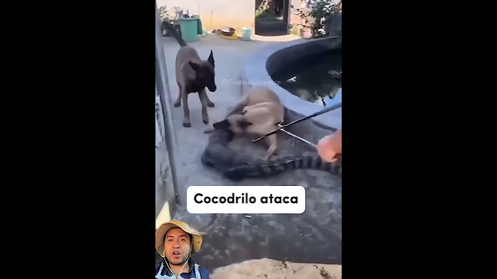 Se me escapa el cocodrilo y muerde a mi perro #cocodrilo #perros #curiosidades