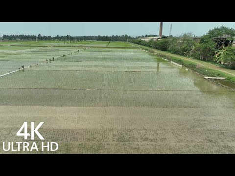 Beautiful Nature 4k Ultra HD : Aerial view of green abundant paddy rice fields on summer day