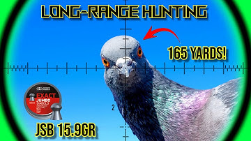 Long-Range Airgun Hunting with 15.9gr JSB Pellets | FX DRS Classic | Walnut | Airgun Pest Control