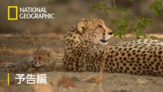 スピード・クイーン：チーターの試練 - 予告編 | ナショジオ