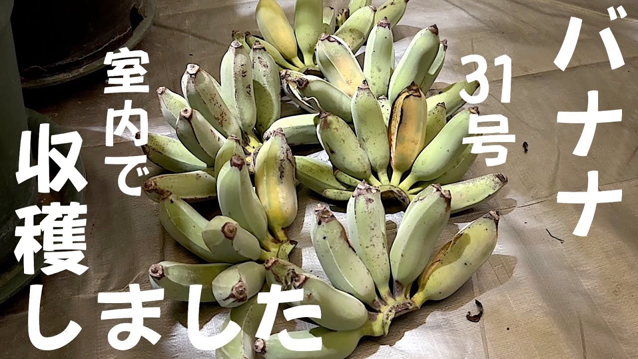 ドワーフ ナムワバナナ斑入りกล้วยน้ำว้าラスト!! ドワーフ ナムワバナナ斑入りกล้วยน้ำว้าラスト!!