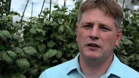 Simplot Innate Potatoes 2.0