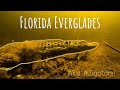 Underwater with Wild Alligators