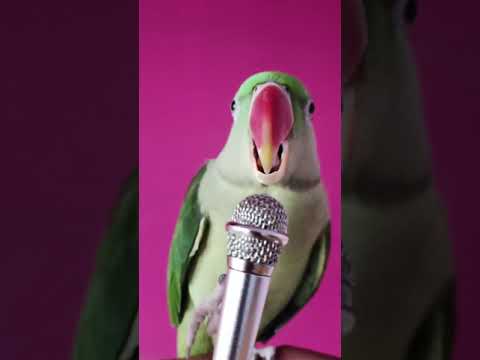 La la la la 😂 Parrot Singing 🎤🎶 #shorts