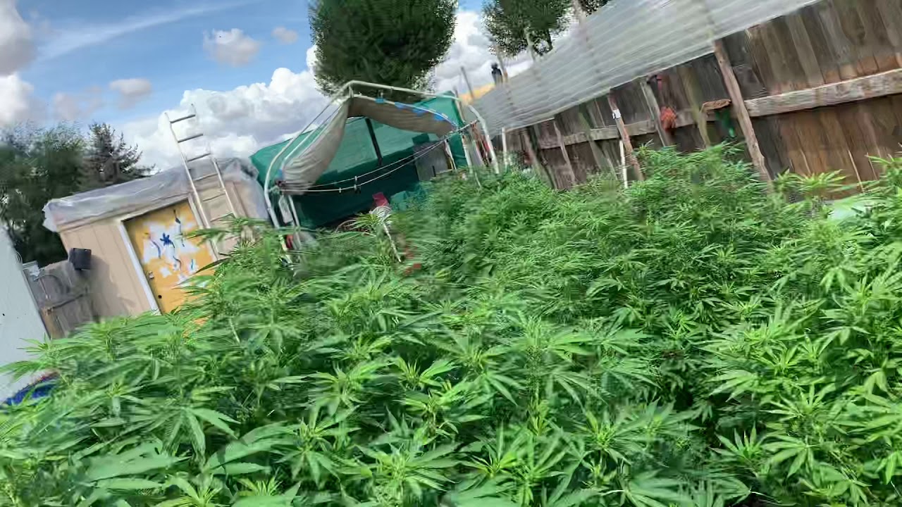 420 farm! Just a small clip of MY GIRLS.