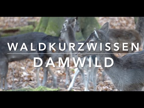 Video: Wann werfen Damhirsche ihr Geweih ab?