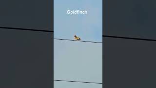 goldfinch #goldfinch #birds #shorts #short #youtubeshorts